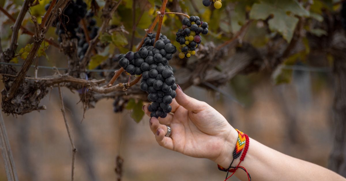 Viñedo chileno con racimos de uva listos para vendimia y pantalla de control digital